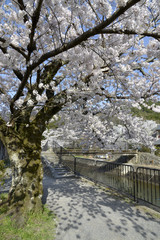春の琵琶湖疏水
