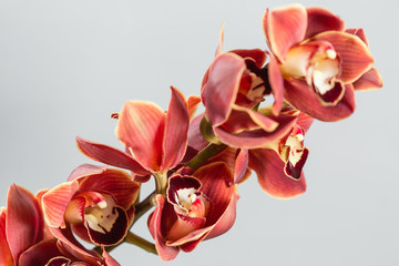 Lots of buds Orange brown orchid flower or Phalaenopsis orchid. Light gray background