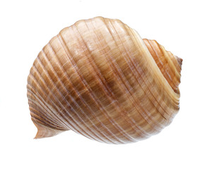 Seashell isolated on white background
