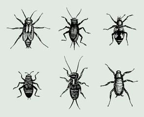 Group of different crickets isolated on green background. Illustration after antique woodcut engraving from 17th century