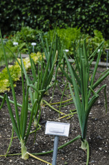 Onions growing in a vegetable plot