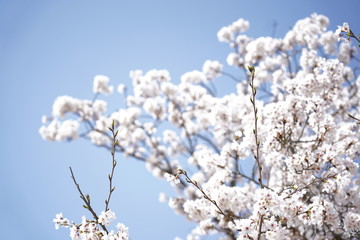 青空と桜