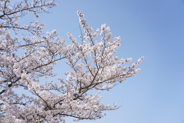 桜