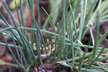 Chives Growing in a Summer Herb Garden