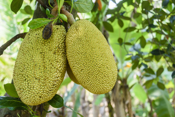 Jackfruit growing on a tree in Vietnam
