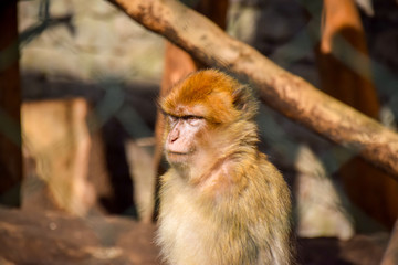 Berberaffe, Macaca sylvanus - Barbary macaque, böse gucken 
