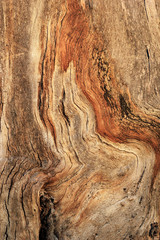 Gnarled tree closeup texture