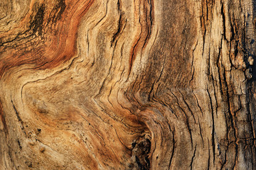 Gnarled tree closeup texture