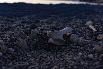Bone remains on the evening beach.