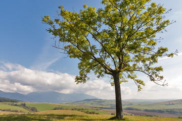 lonely tree on a high hill pasture