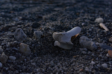 Bone remains on the evening beach.
