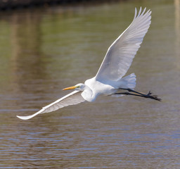 A Great Egret in flight.
