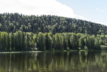 Лес на берегу реки Вишера
