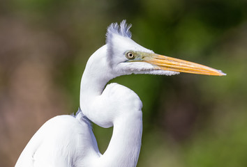 Portrait of a Great Egret