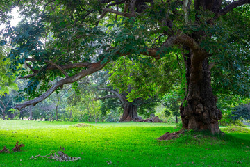 a large old tree on a green lawn, on the territory of Polonnaruwa, the second ancient capital of Sri Lanka