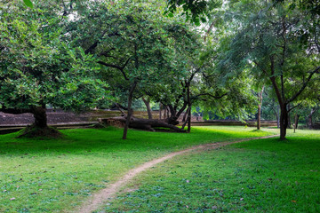 a large old tree on a green lawn, on the territory of Polonnaruwa, the second ancient capital of Sri Lanka