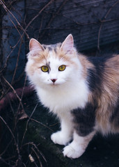 beautiful redheadkitty