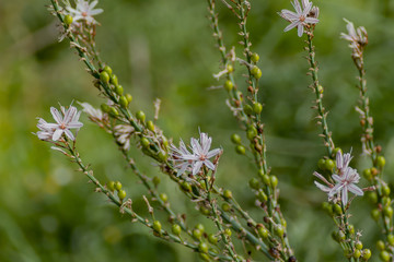 Spontaneous flowers in Calabria. Wild orchids.