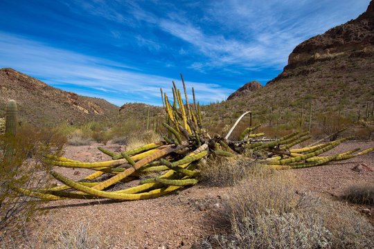 Dying Organ Pipe Cactus seen along Ajo Mountain Drive in Organ Pipe Cactus National Monument in southern Arizona