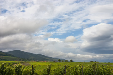 Blick &uuml;ber Weinberge auf den Pf&auml;lzerwald, Haardtrand
