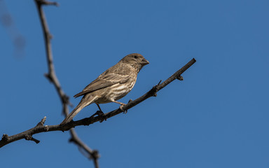 Male House Finch