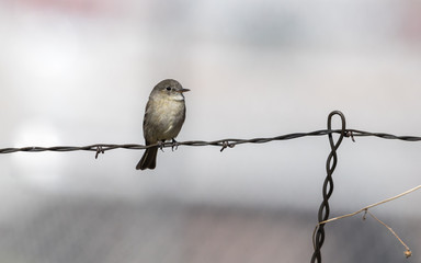 Gray Flycatcher