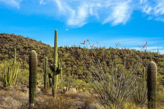 Organ Pipe Cactus National Monument in southern Arizona, showing Giant Saguaros and a lovely flowering Ocotillo cactus