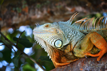 Colorful Creature