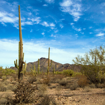 Organ Pipe Cactus National Monument in southern Arizona, showing Giant Saguaro and Cholla cacti and Palo Verde trees
