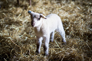 Fototapeta premium New Spring Lamb on Straw