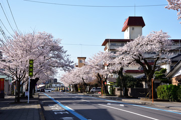 宇都宮大学工学部前の桜並木