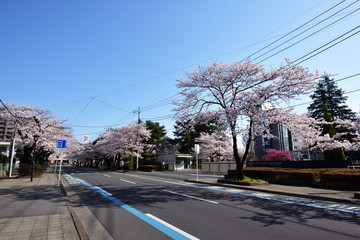 Fototapeta na wymiar 宇都宮大学工学部前の桜並木