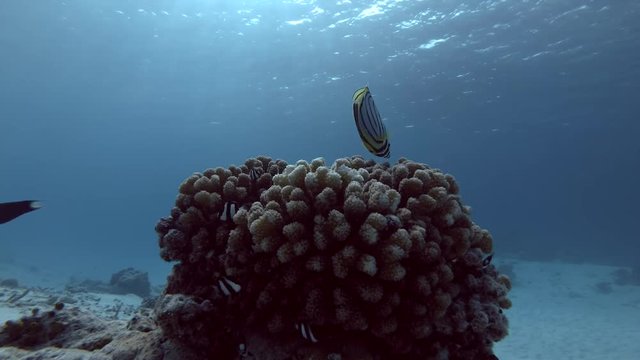 school of Humbug Dascyllus in coral reef
