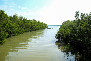 Scenics View of Florida Key and Mangroves on Water