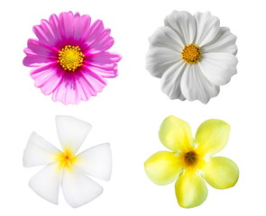 Colourful Flowers isolated on white background.