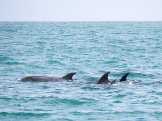 Fototapeta premium Pod of Wild Bottle Nose Dolphins Landscape