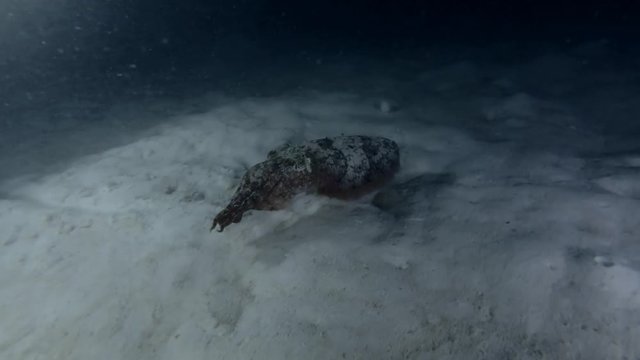 Pharaoh Cuttlefish swim over sandy bottom in the night (High-angle shot)
