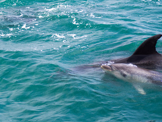 Obraz premium Wild Bottle Nose Dolphin with Baby Calf Swimming Together Out to Sea near Russell, Bay of Islands, New Zealand
