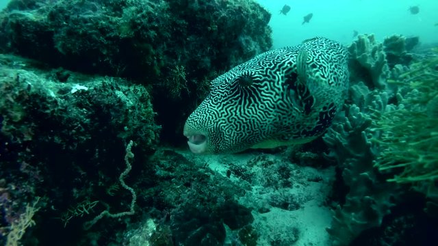 Big Map Puffer swims near coral reef 
