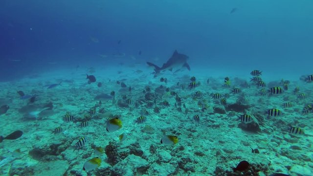 Tiger Shark - Galeocerdo cuvier swim over reef 
