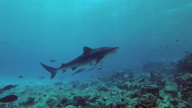 Tiger Shark - Galeocerdo cuvier picks up the remains of tuna and other fishery wastes thrown into the ocean
