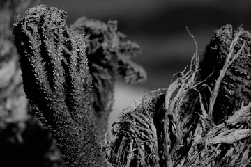 Plant texture black and white