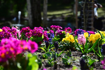 Yellow and red flowers