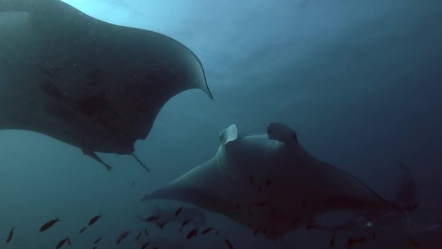 School of Reef Manta Rays swim under water surface 
