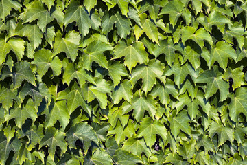 leaves on the wall