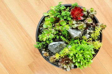 Succulent garden in a pot