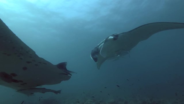 Group of Reef Manta Rays (Mobula alfredi, Manta alfredi) swims under water surface over coral reef
