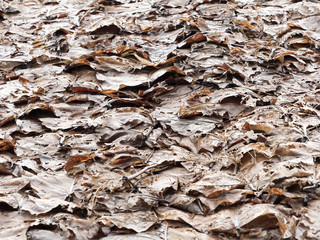 roof make from dry Dipterocarpus tuberculatus Roxb leaf for protect sunshine and rain in north region of Thailand