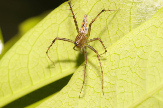 Closeup of Brown Spider jumping on the green leaf