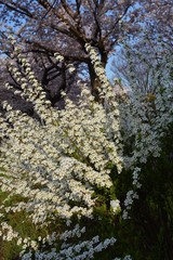 Spring scene "Flowers of Thunberg spirea"